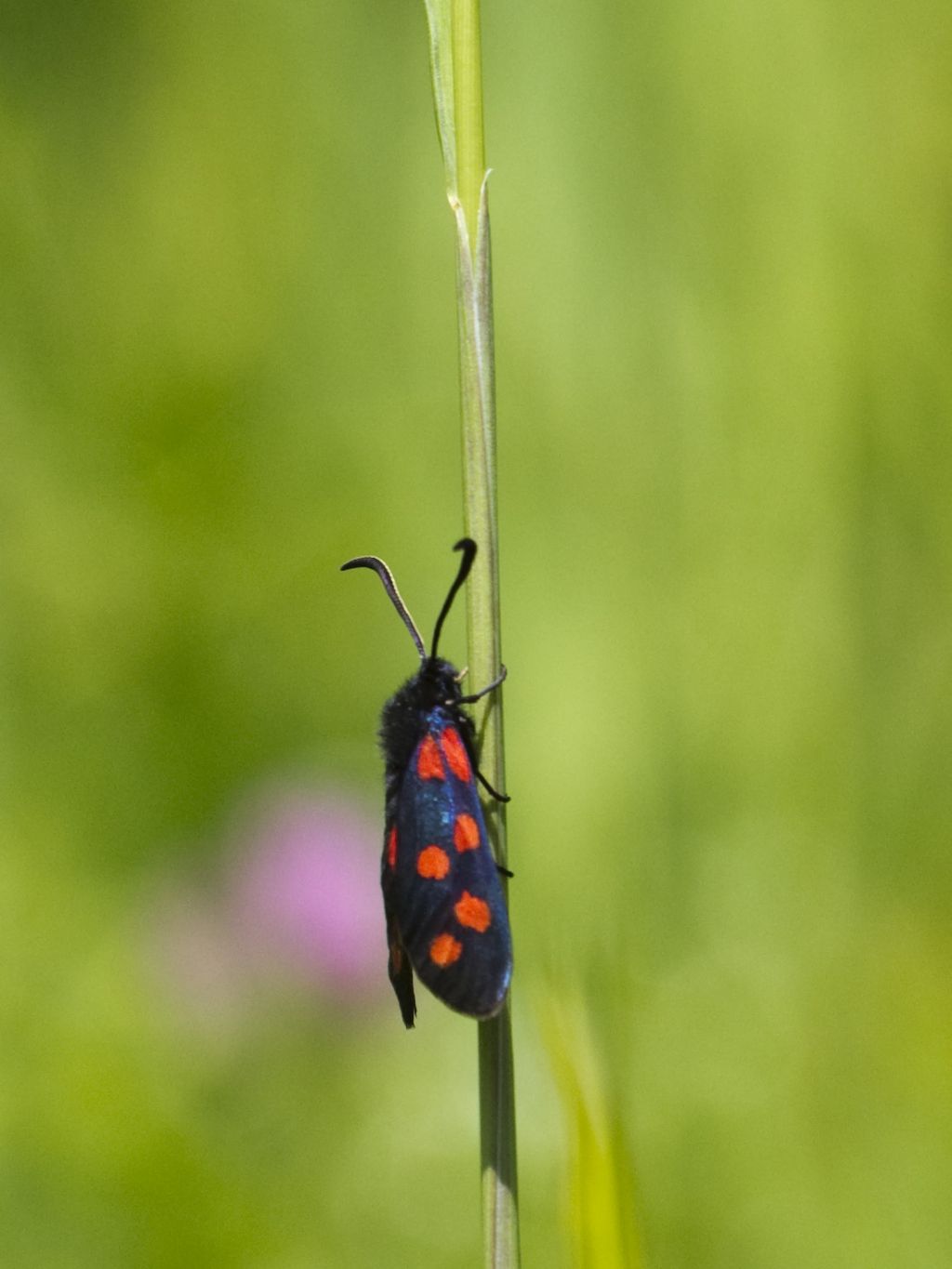 Zygaena filipendulae?